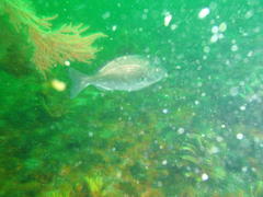 Pachymetopon blochii