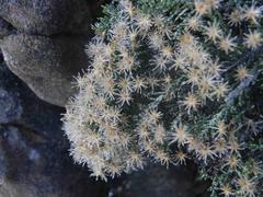 Dolichothrix ericoides