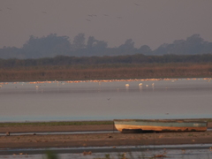Phoenicopterus chilensis