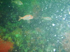 Pterogymnus laniarius