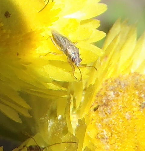 Nysius senecionis senecionis