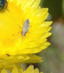 Nysius senecionis