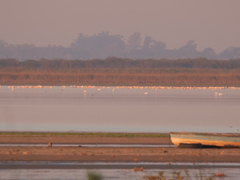 Phoenicopterus chilensis