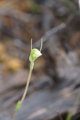 Pterostylis setulosa