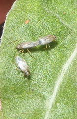 Nysius senecionis