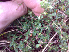 Cliffortia tricuspidata