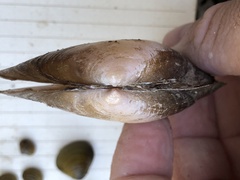 Potamilus amphichaenus