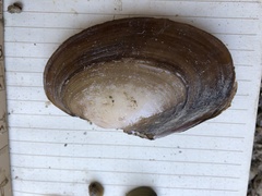 Potamilus amphichaenus