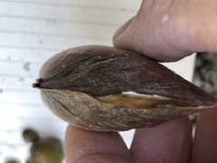 Potamilus amphichaenus