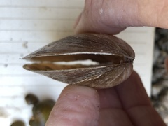 Potamilus amphichaenus