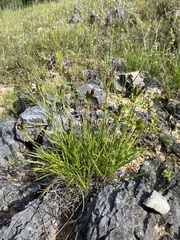 Liatris oligocephala