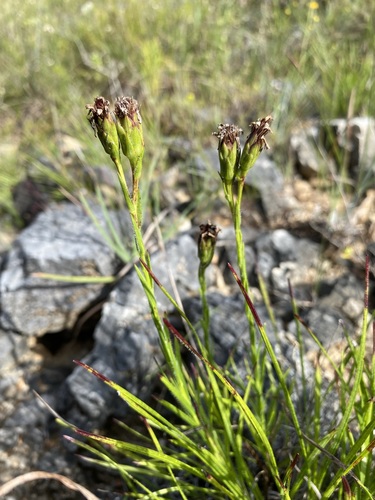 Image of Liatris oligocephala by (c) Matt Berger, some rights reserved (CC BY)