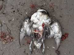 Pelecanoides garnotii