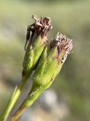 Liatris oligocephala