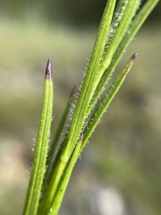 Liatris oligocephala