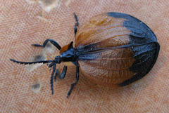 Lycus palliatus
