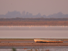 Phoenicopterus chilensis