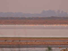 Phoenicopterus chilensis