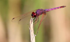 Trithemis annulata annulata