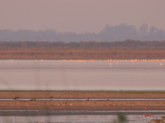 Phoenicopterus chilensis