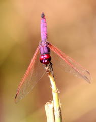 Trithemis annulata annulata