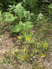 Silphium glutinosum