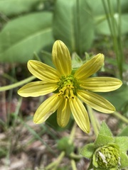 Silphium glutinosum