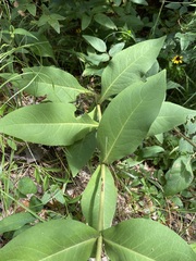Silphium glutinosum