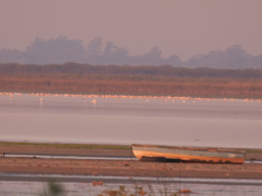 Phoenicopterus chilensis