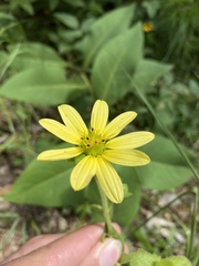 Silphium glutinosum