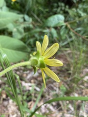 Silphium glutinosum