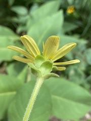 Silphium glutinosum