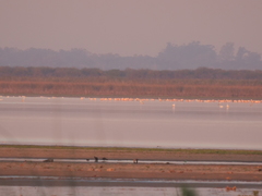 Phoenicopterus chilensis