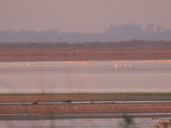 Phoenicopterus chilensis