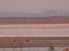 Phoenicopterus chilensis