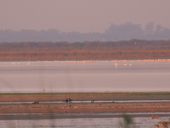 Phoenicopterus chilensis
