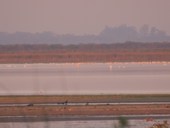 Phoenicopterus chilensis