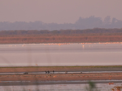 Phoenicopterus chilensis