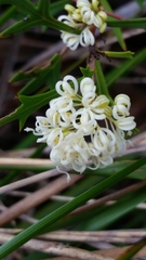 Grevillea trifida