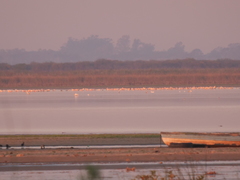 Phoenicopterus chilensis