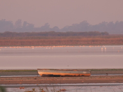 Phoenicopterus chilensis
