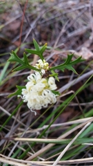 Grevillea trifida