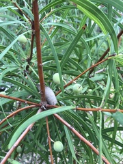 Persoonia longifolia