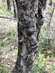 Persoonia longifolia