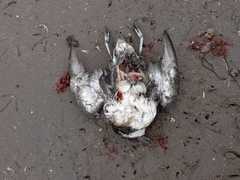 Pelecanoides garnotii