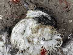 Pelecanoides garnotii