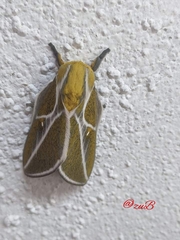 Syssphinx albolineata