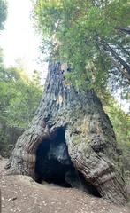 Sequoia