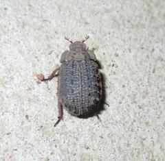 Phoberus planicollis