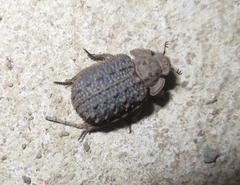 Phoberus planicollis